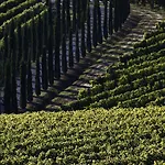 Agroturismo Poggio Al Casone Crespina